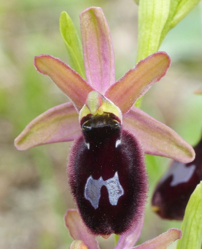 Primi di maggio 2015; alcuni ibridi di Ophrys nel Lazio.